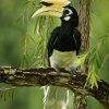 Zoborozec belolici - Anthracoceros albirostris - Oriental Pied-Hornbill 6689